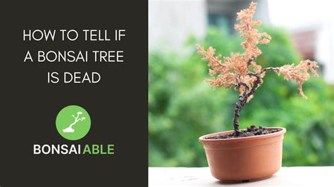 how to tell if bonsai tree is dying